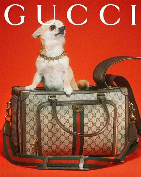 gucci for dogs|Gucci pet slang.